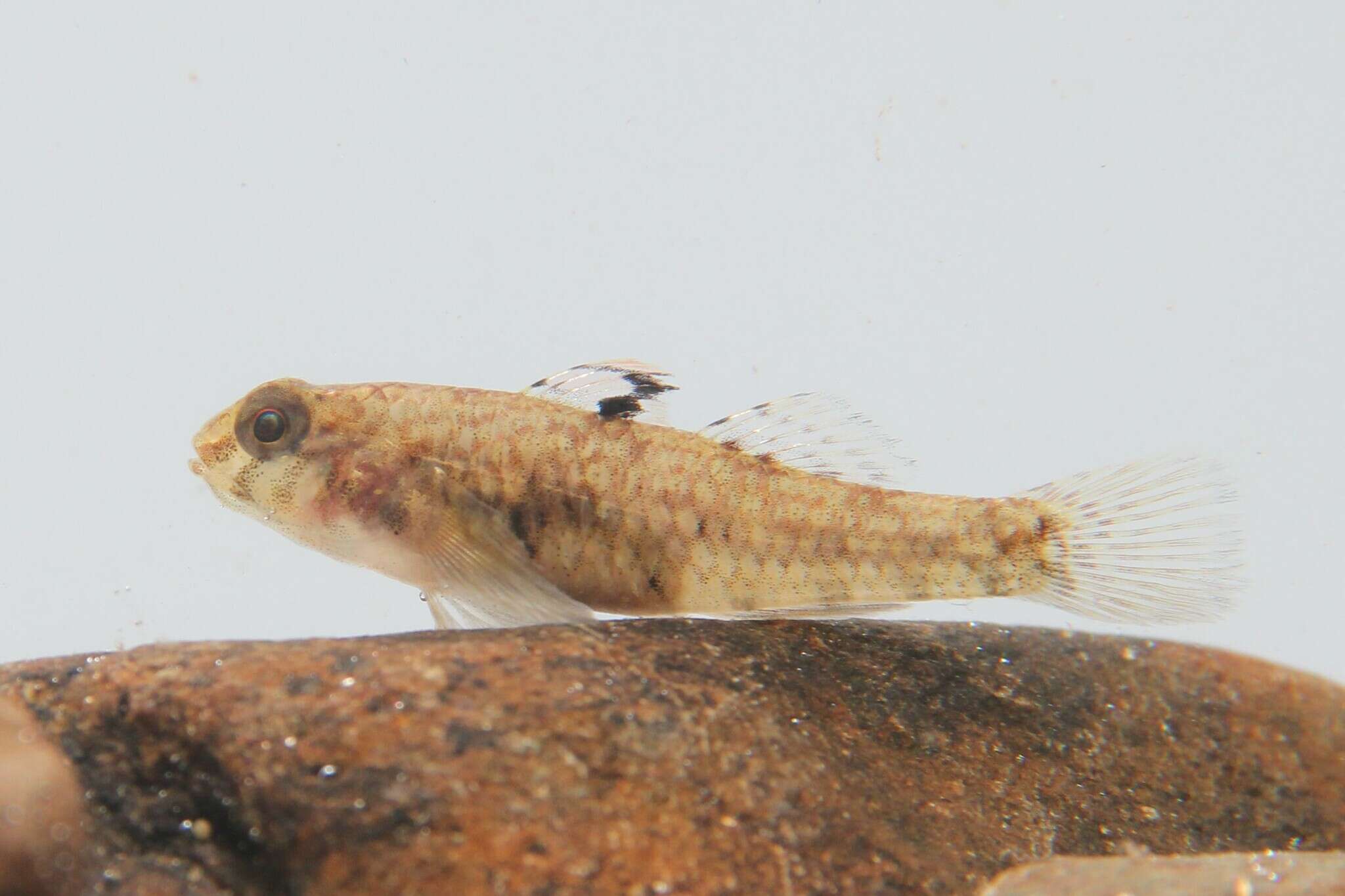 Image of Bigmouth Goby