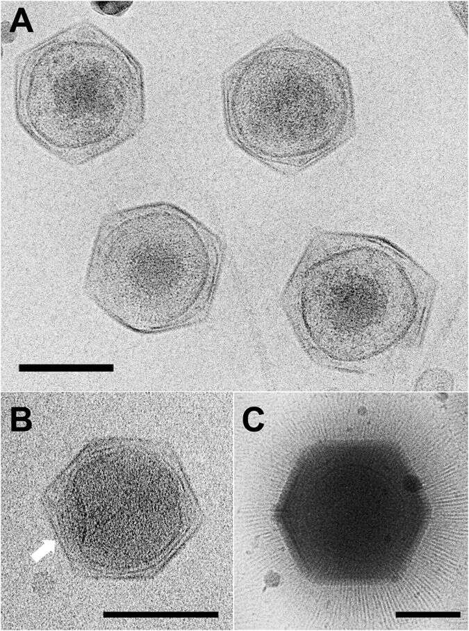 Plancia ëd Cafeteriavirus