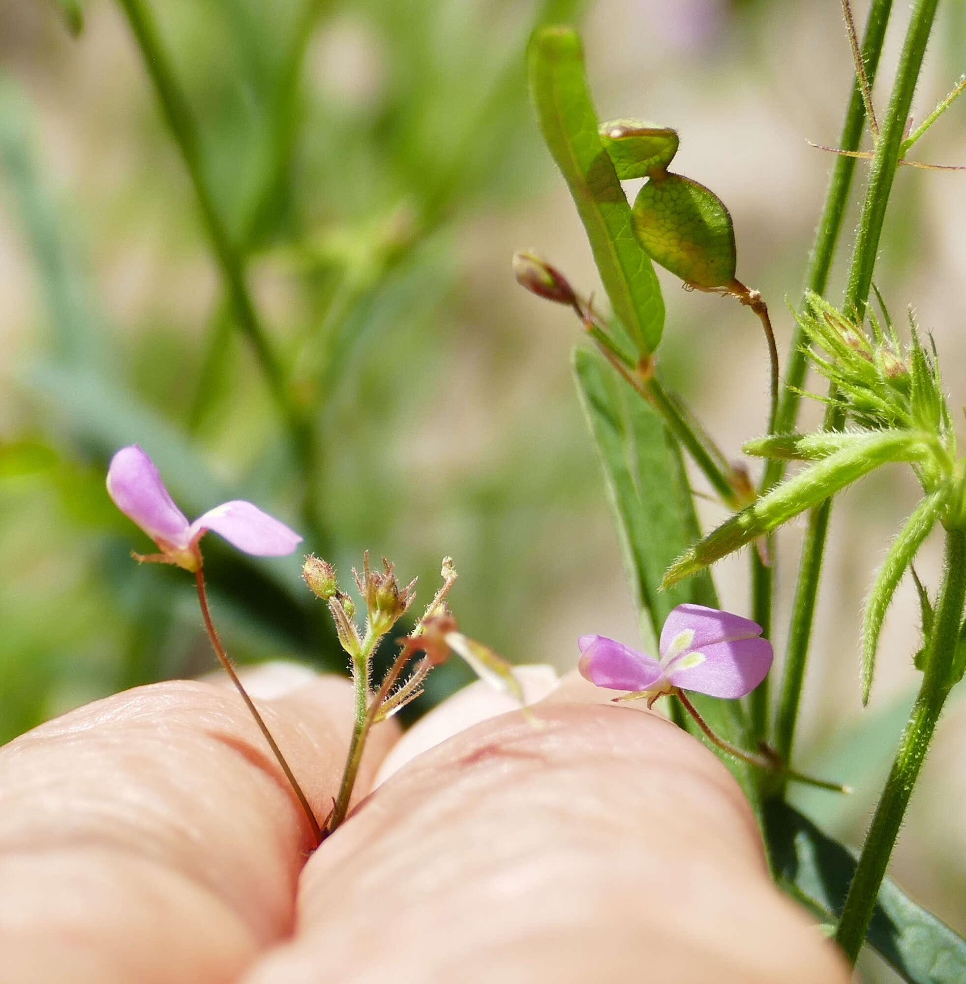 Image of Rose's ticktrefoil