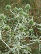 Image of field eryngo