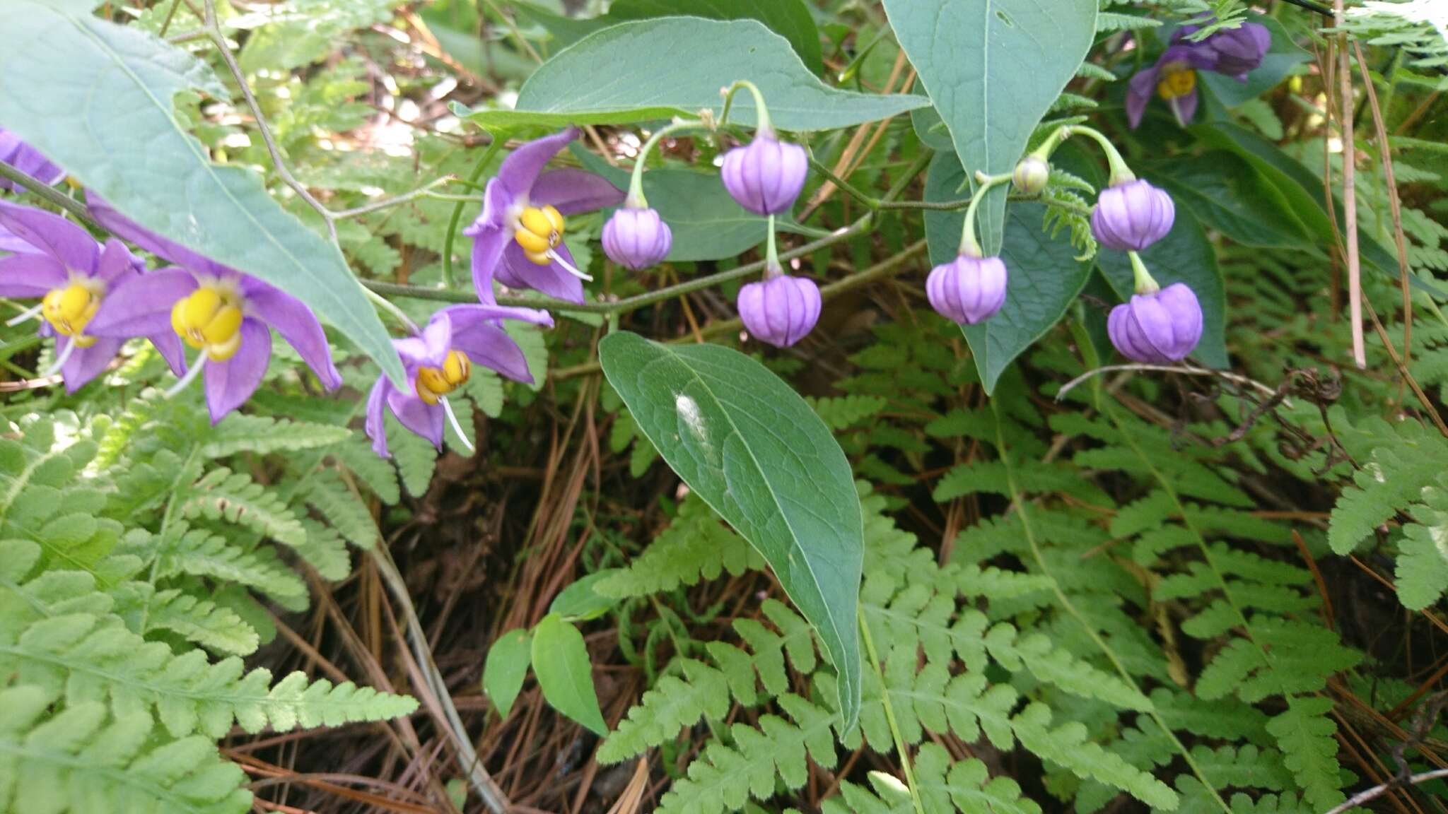 Image de Solanum dulcamaroides Dun.