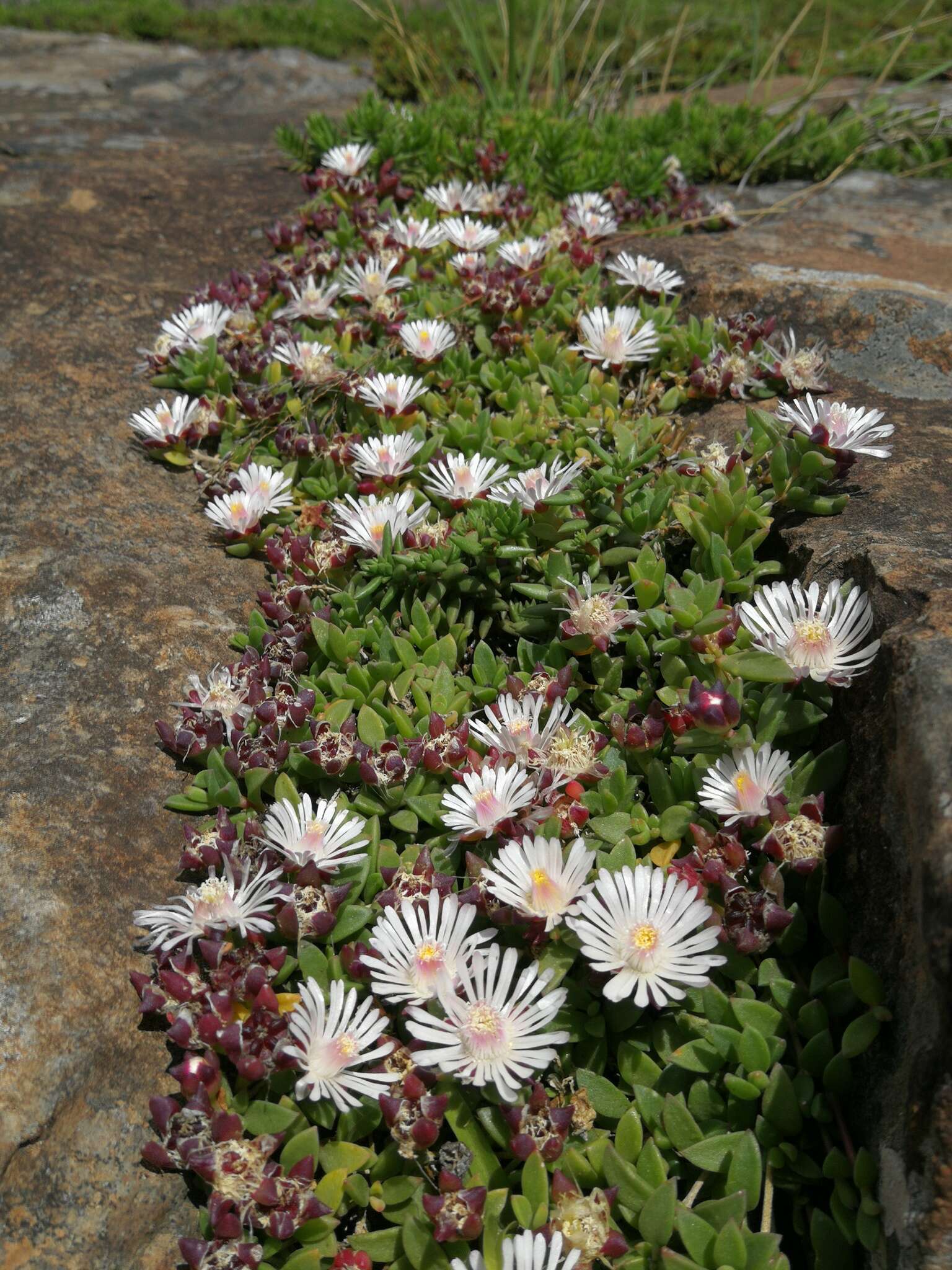 Imagem de Delosperma katbergense L. Bol.