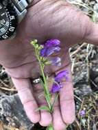 Image of New Mexico beardtongue