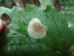 Image of Cameraria hamameliella (Busck 1903)