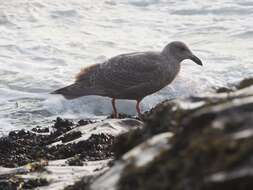 Image of Glaucous-winged Gull