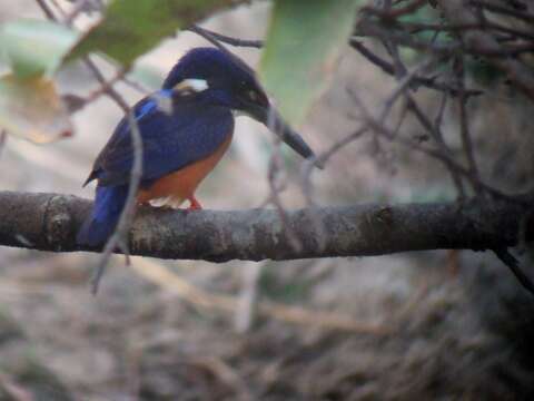 Image of Shining-blue Kingfisher