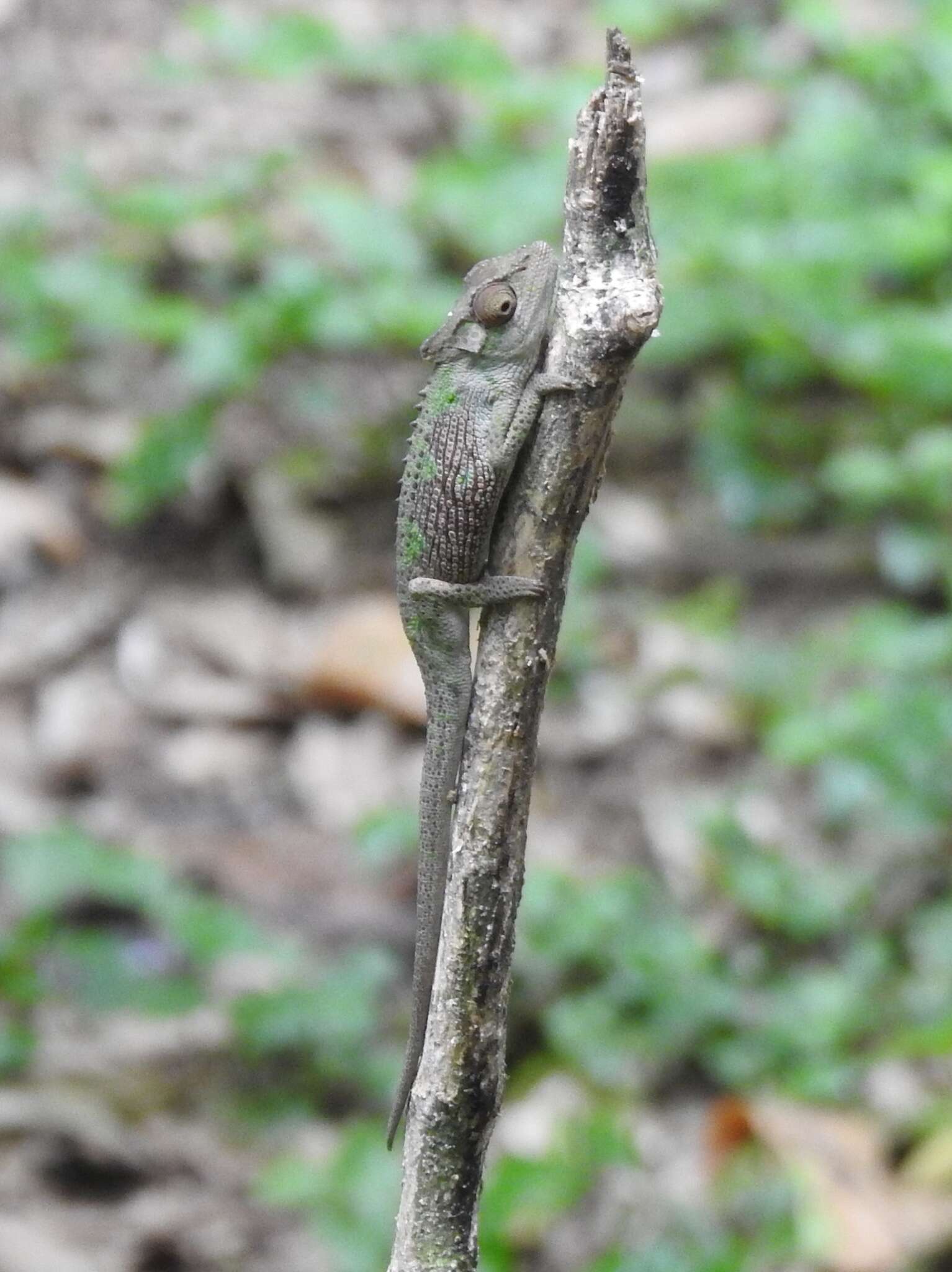 Image of Dhlinza Dwarf Chameleon