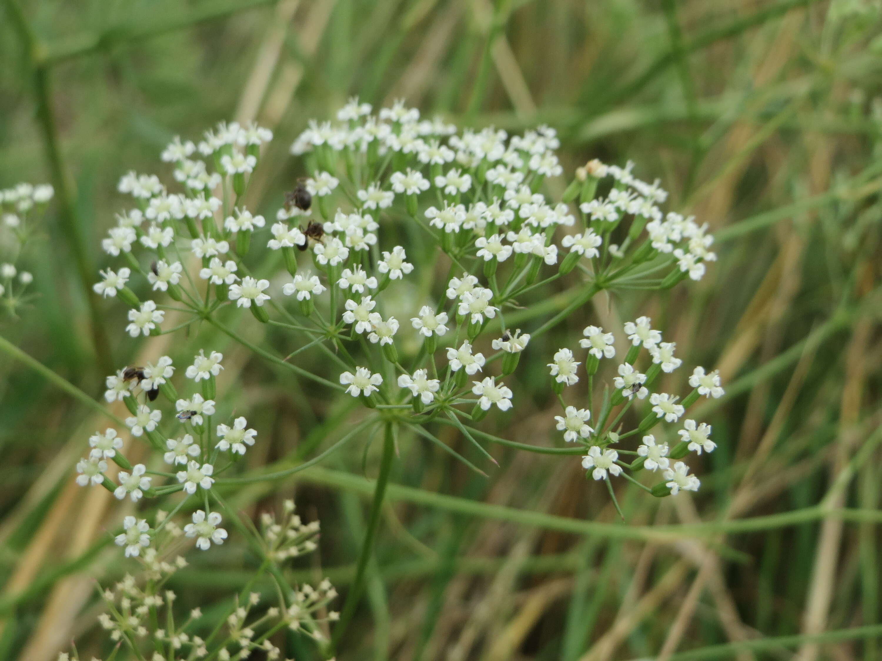 Image of longleaf