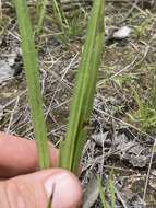 Image of Curculigo ensifolia R. Br.