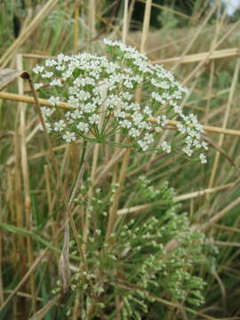 Image of longleaf