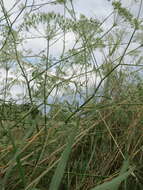 Image of longleaf