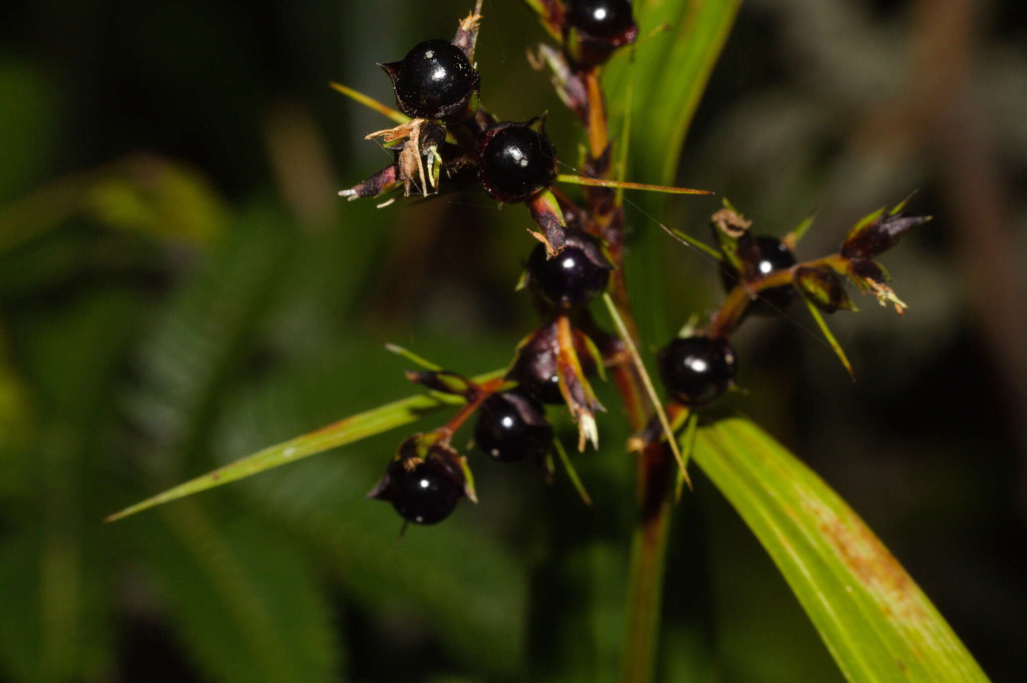 صورة Scleria latifolia Sw.