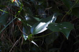 Image of Smilax ocreata A. DC.