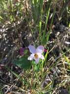 Image of pinto violet