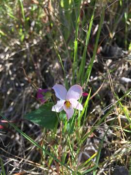 صورة Viola ocellata Torr. & Gray