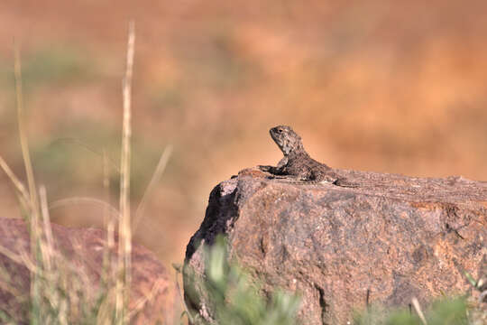 Image of Agama aculeata distanti (Boulenger 1902)