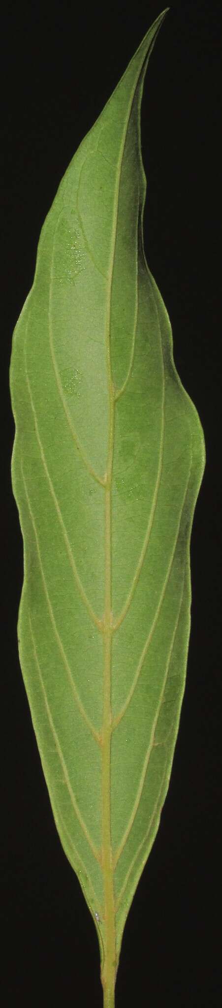 Nectandra lanceolata Nees & Mart. ex Nees的图像