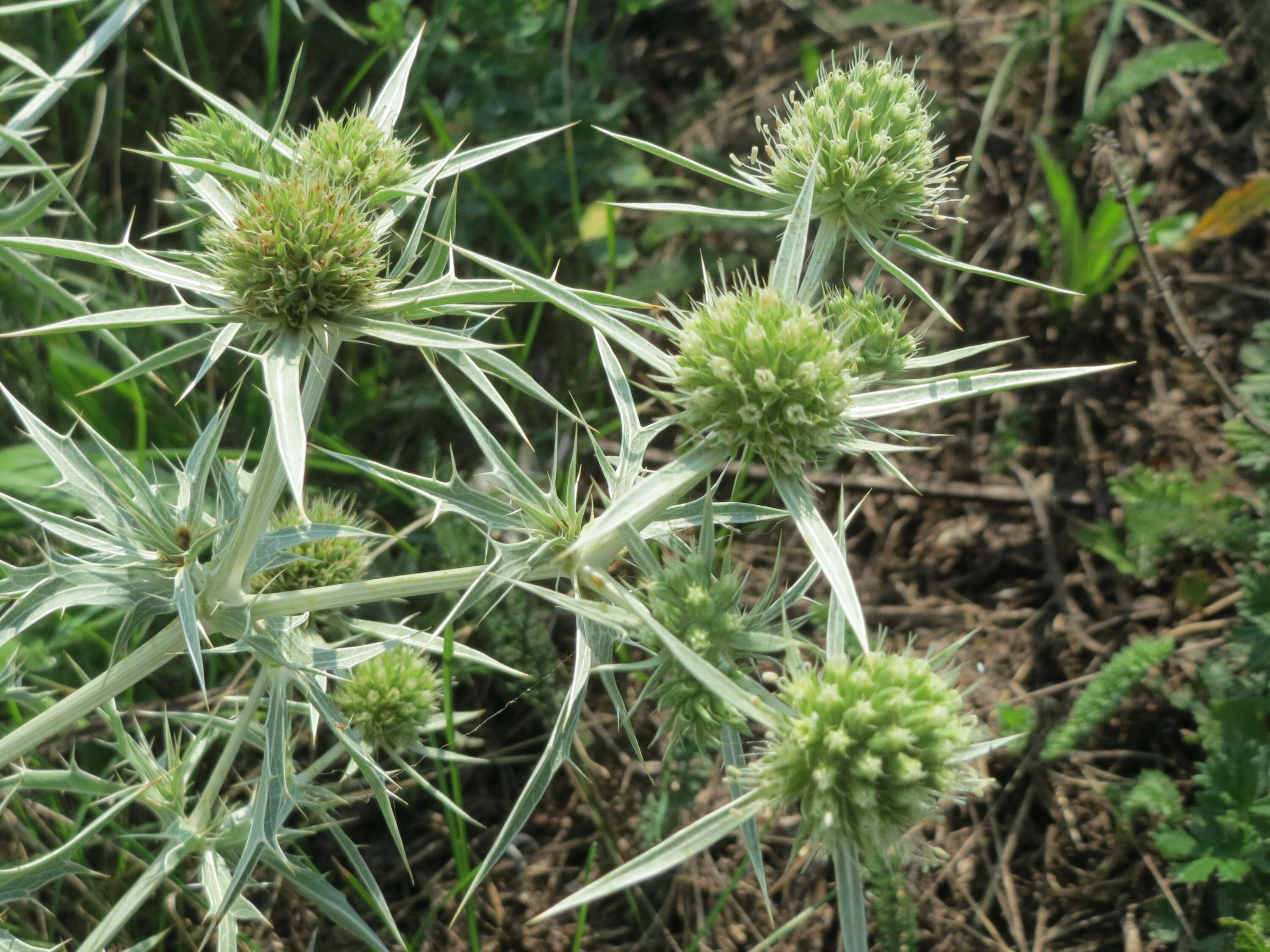 Eryngium campestre L. resmi