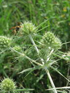 Image of field eryngo