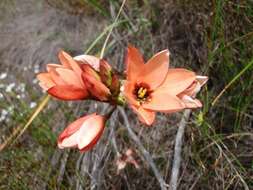 Image of Ixia tenuifolia Vahl