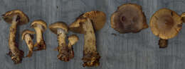 Image of Cortinarius betuletorum M. M. Moser 1967