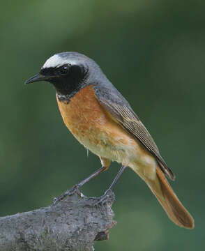 Image of Common Redstart