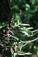 Imagem de Angraecum conchiferum Lindl.