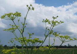 Image of wild parsnip