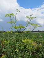 Image of wild parsnip