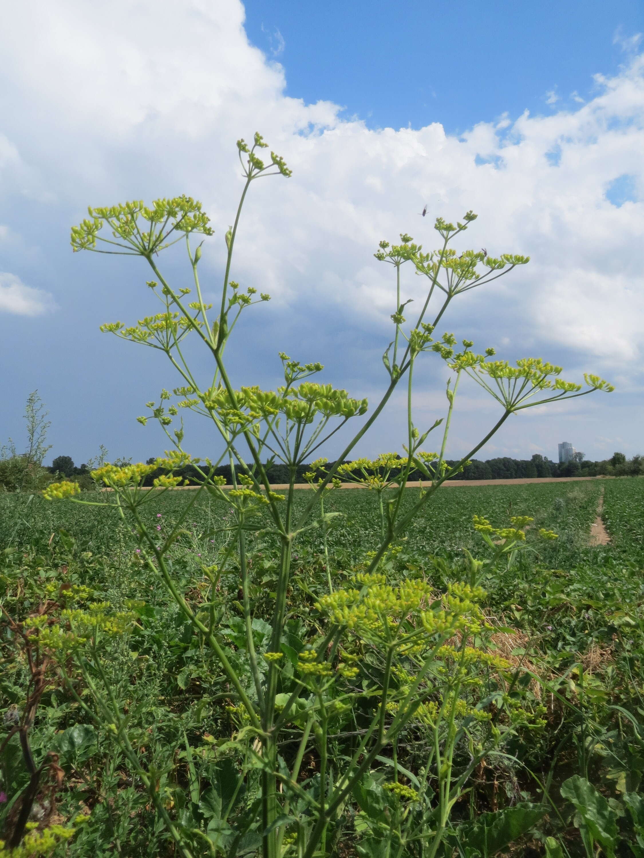 Image of wild parsnip