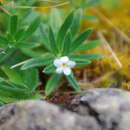 Image of Lithospermum peruvianum A. DC.