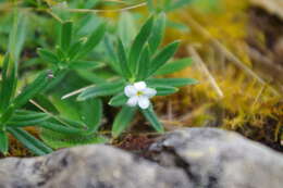 Plancia ëd Lithospermum peruvianum A. DC.