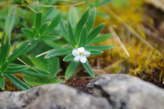 Plancia ëd Lithospermum peruvianum A. DC.