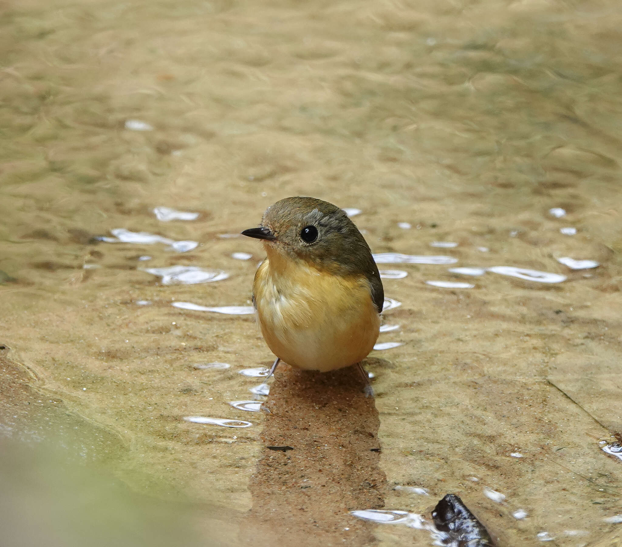 Image of Pygmy Flycatcher