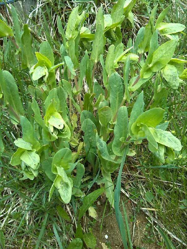 Cerinthe glabra Miller resmi