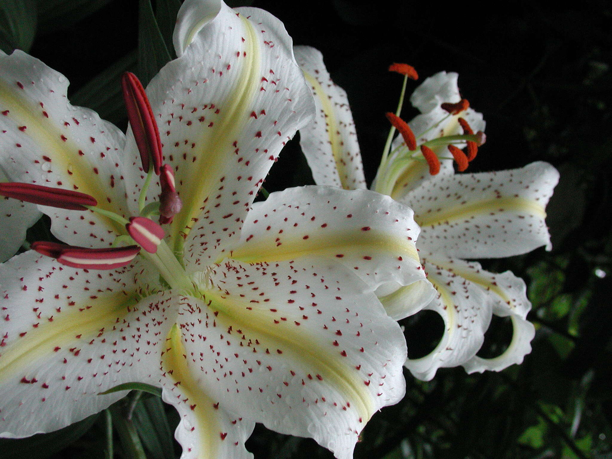 Lilium auratum Lindl. resmi