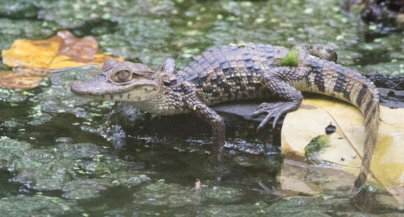 Image of Brown Spectacled Caiman