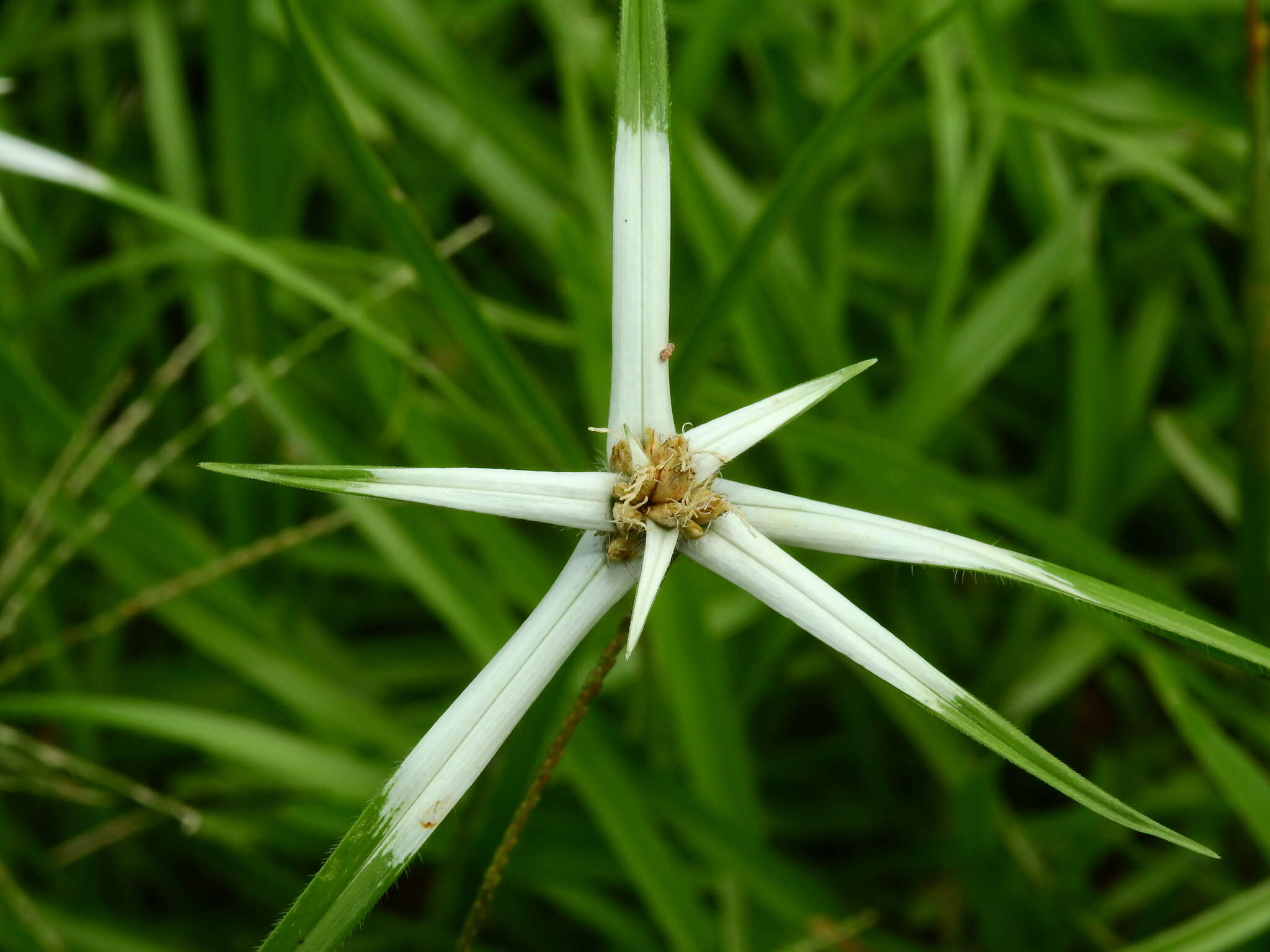 Image of Rhynchospora pura (Nees) Griseb.