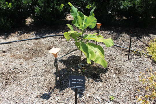 Image of Big-Leaf Magnolia