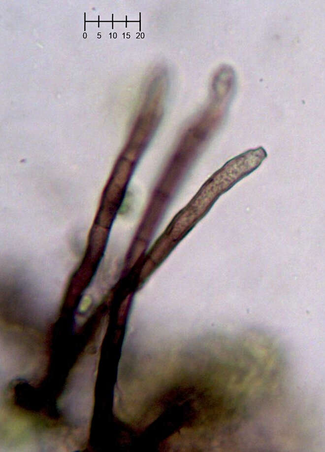 Image of Strossmayeria bakeriana (Henn.) Iturr. 1990