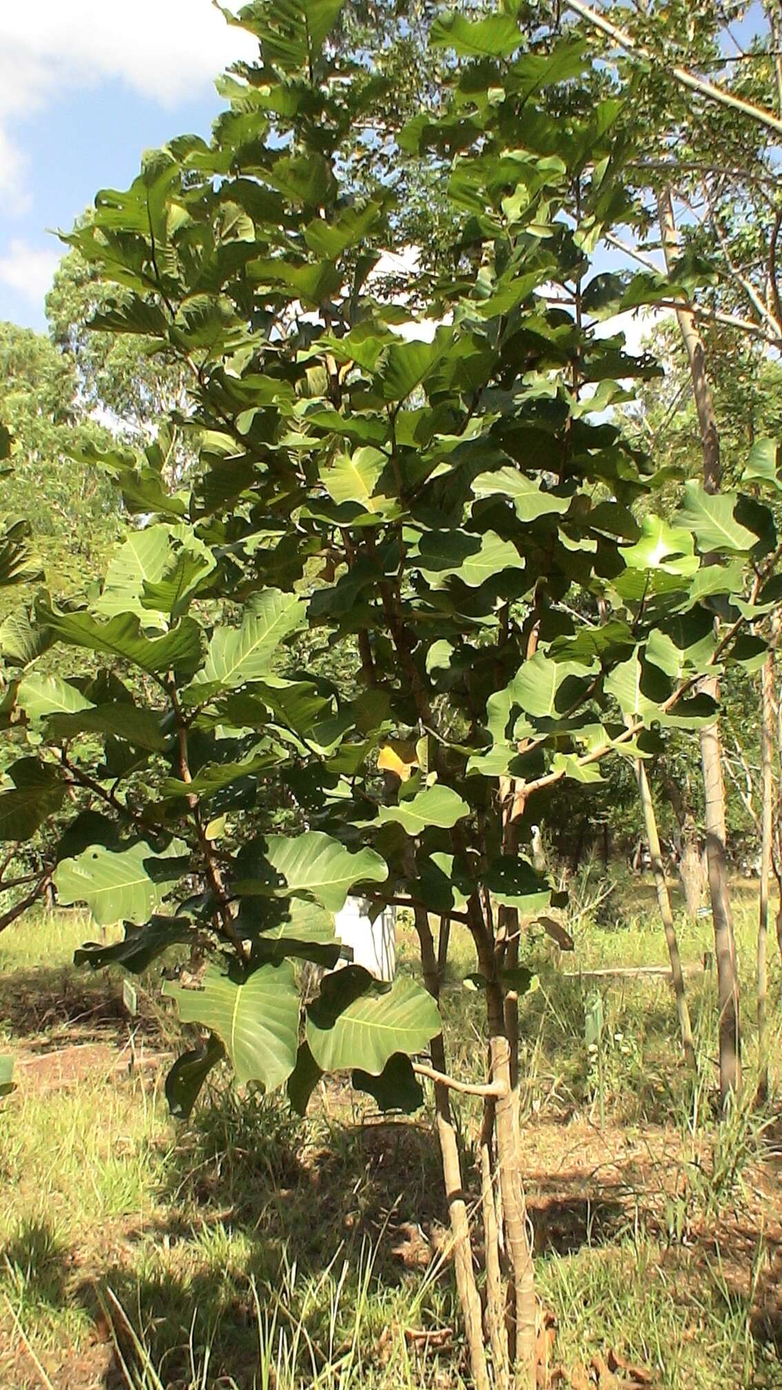 Coccoloba caracasana Meisn. resmi