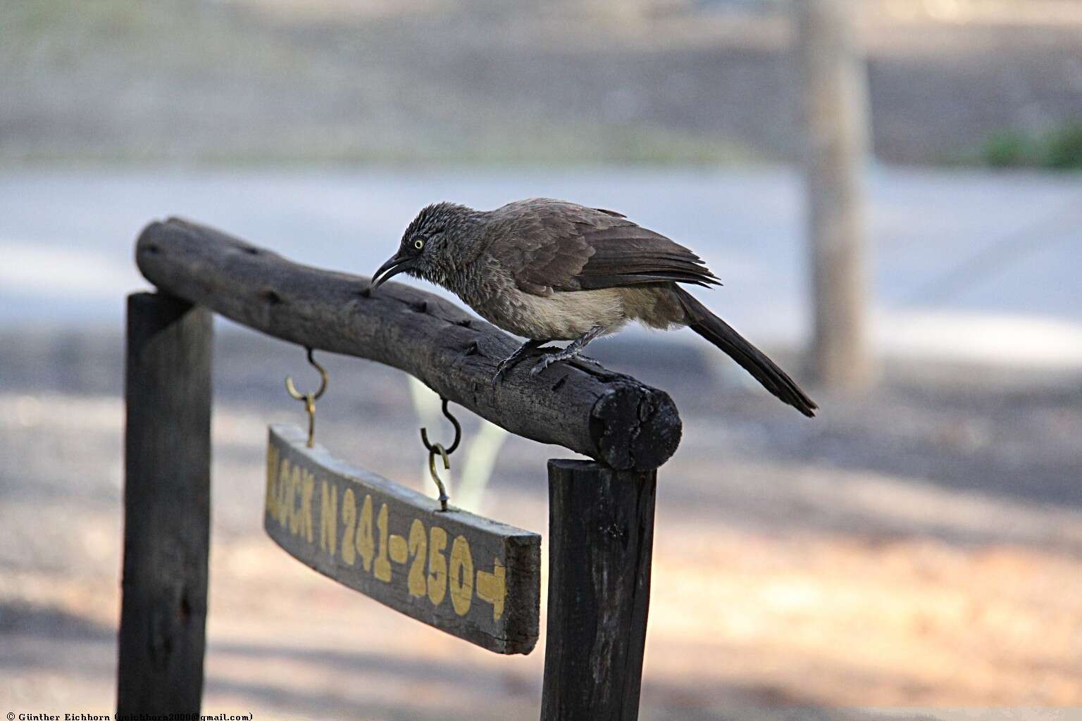 Image of Black-faced Babbler