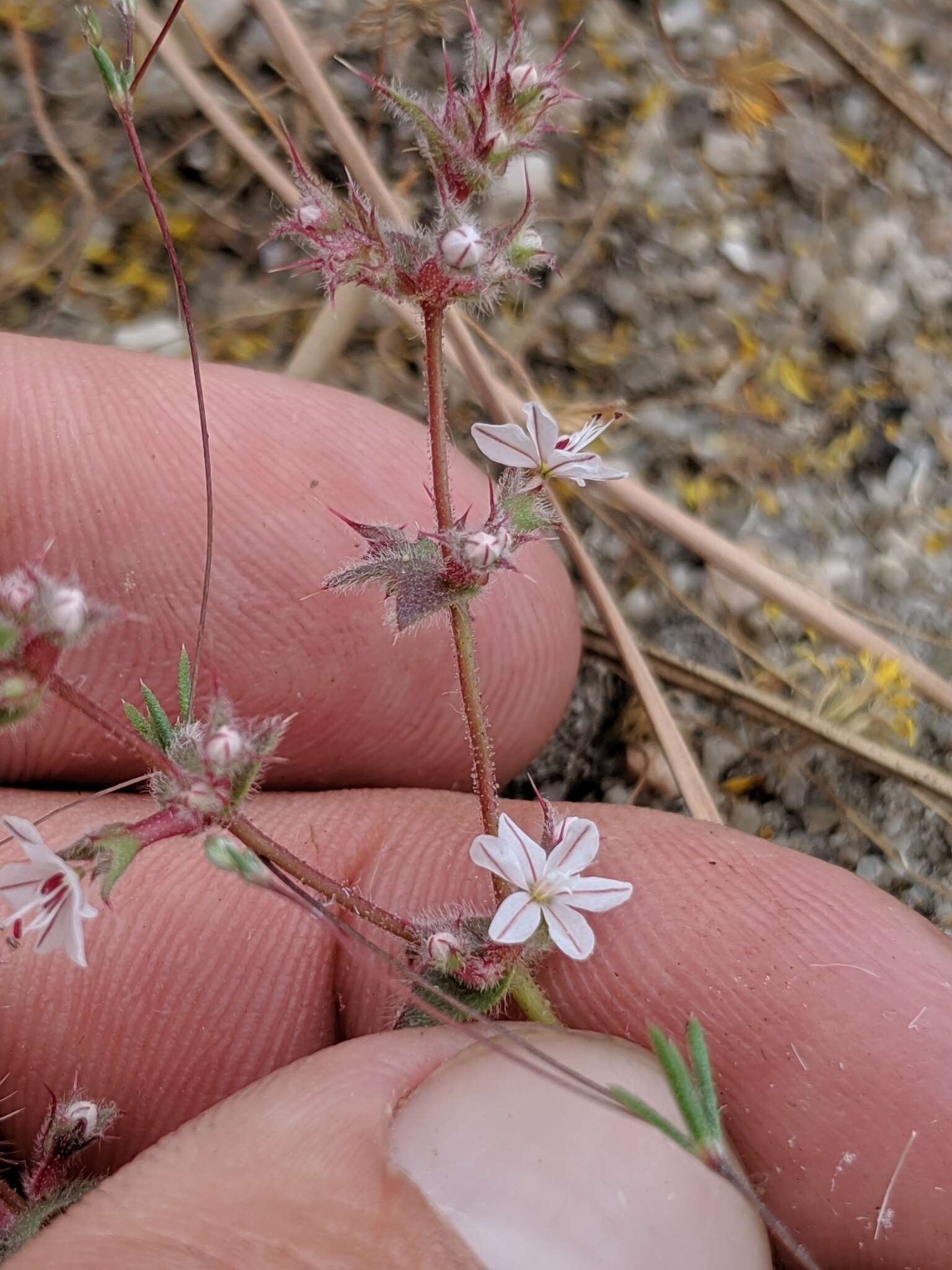 Imagem de Mucronea californica Benth.