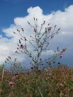 Image of spotted knapweed