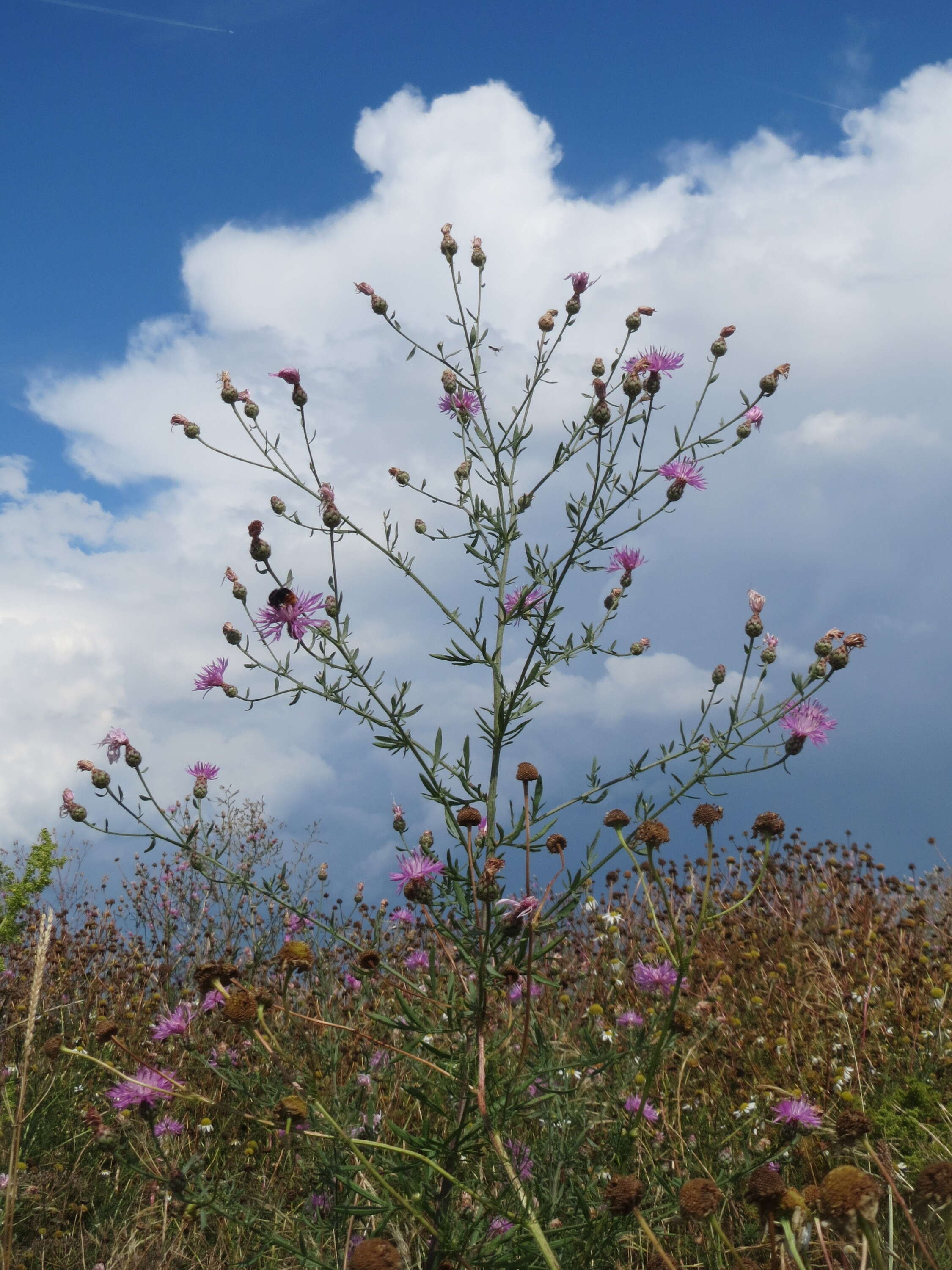 Image of spotted knapweed