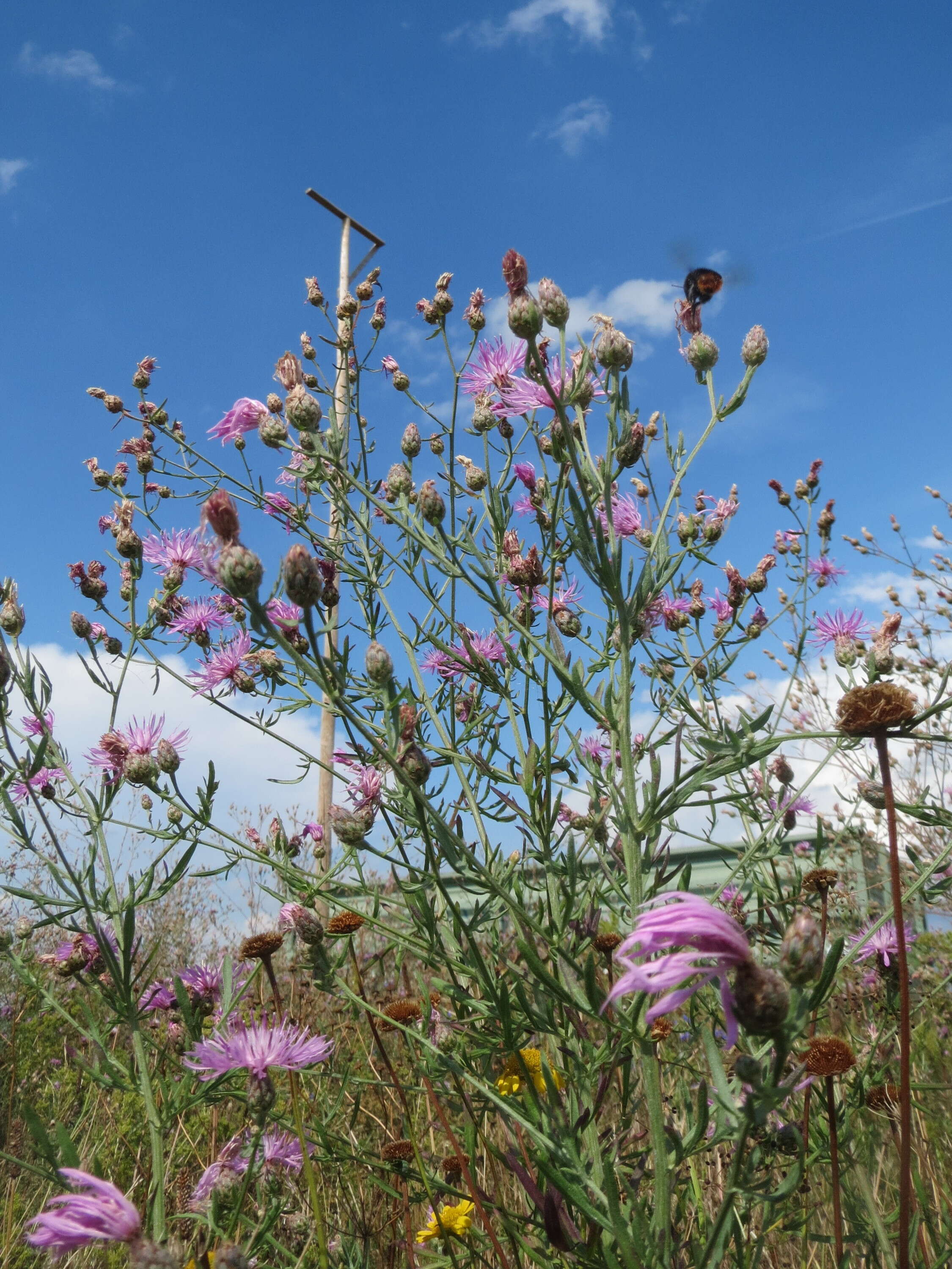 Image of spotted knapweed