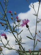 Image of spotted knapweed