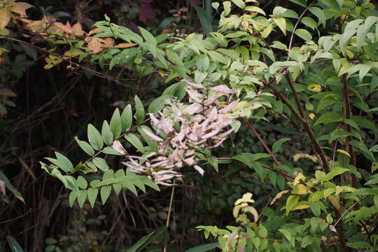 Image of crenate pride-of-Rochester