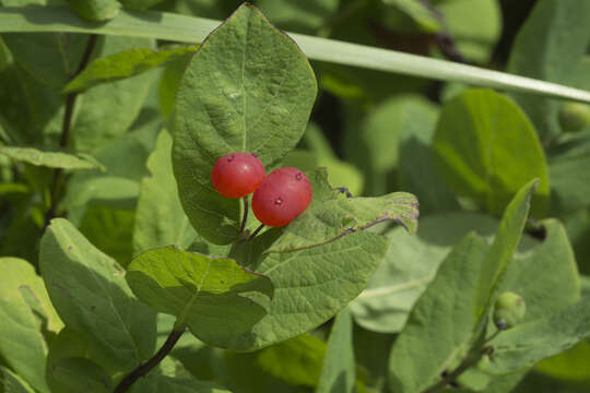 صورة Lonicera chamissoi Bunge