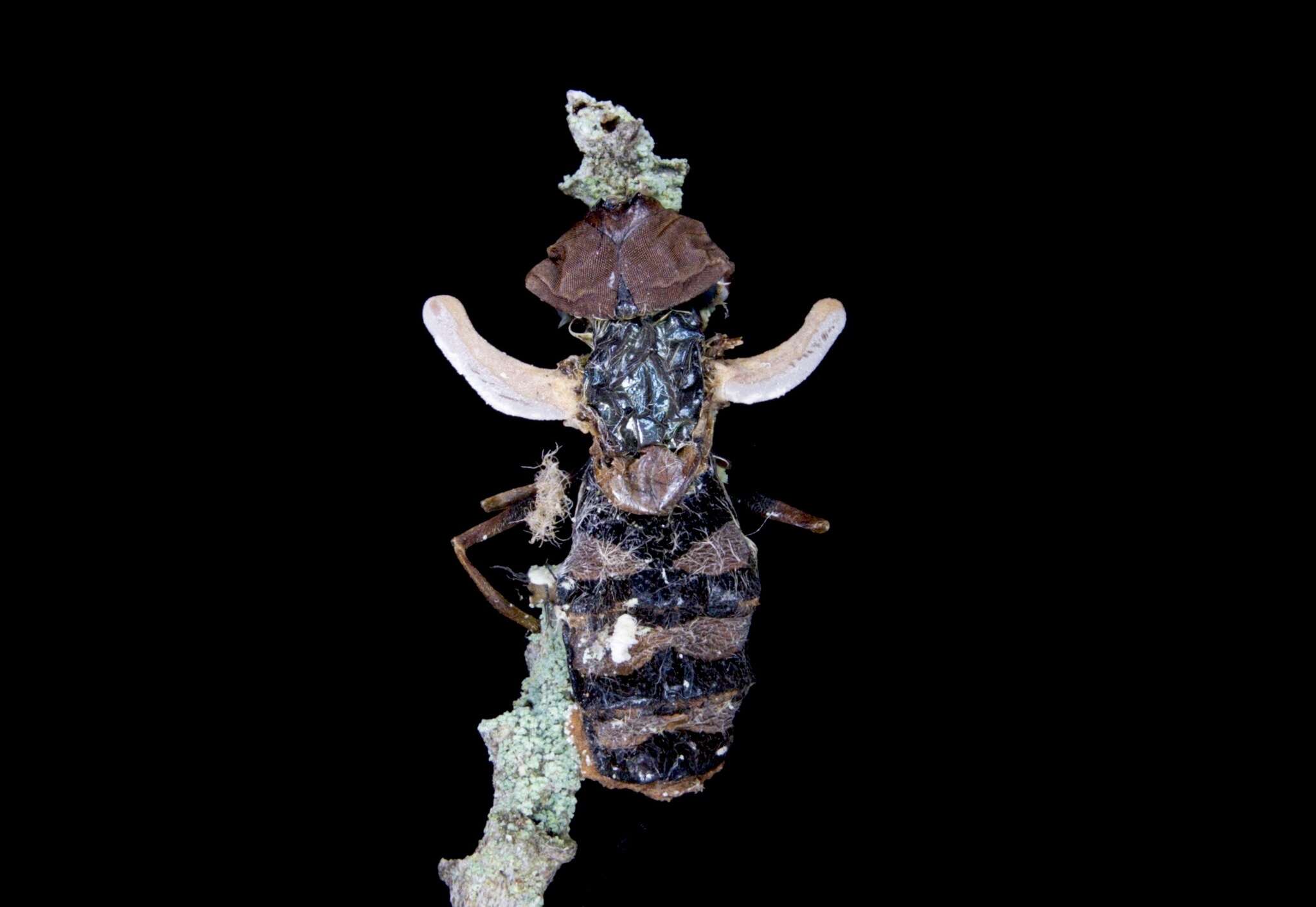 Image of Ophiocordyceps dipterigena (Berk. & Broome) G. H. Sung, J. M. Sung, Hywel-Jones & Spatafora 2007